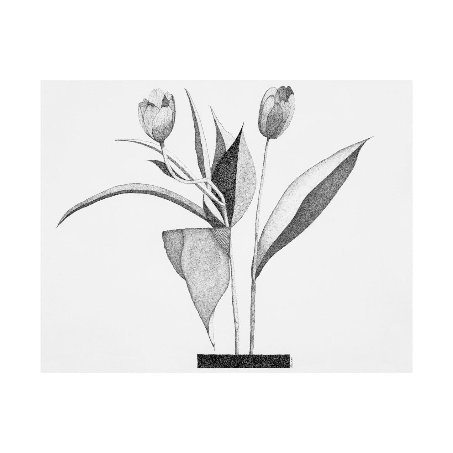 TULIPS-Matte Horizontal Print