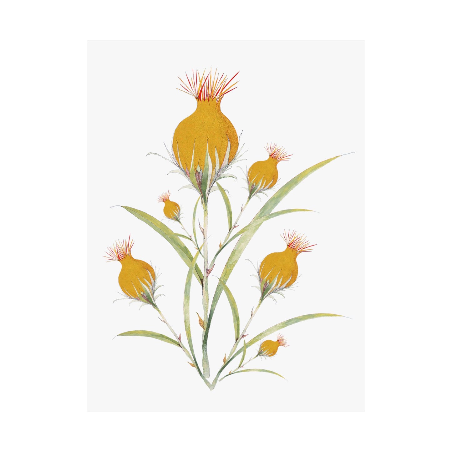 July Bud-Matte Vertical Posters