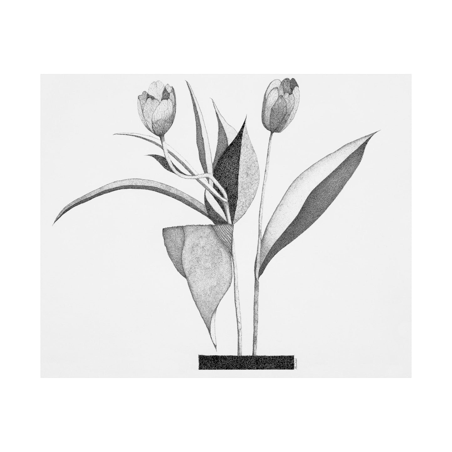 TULIPS-Matte Horizontal Print