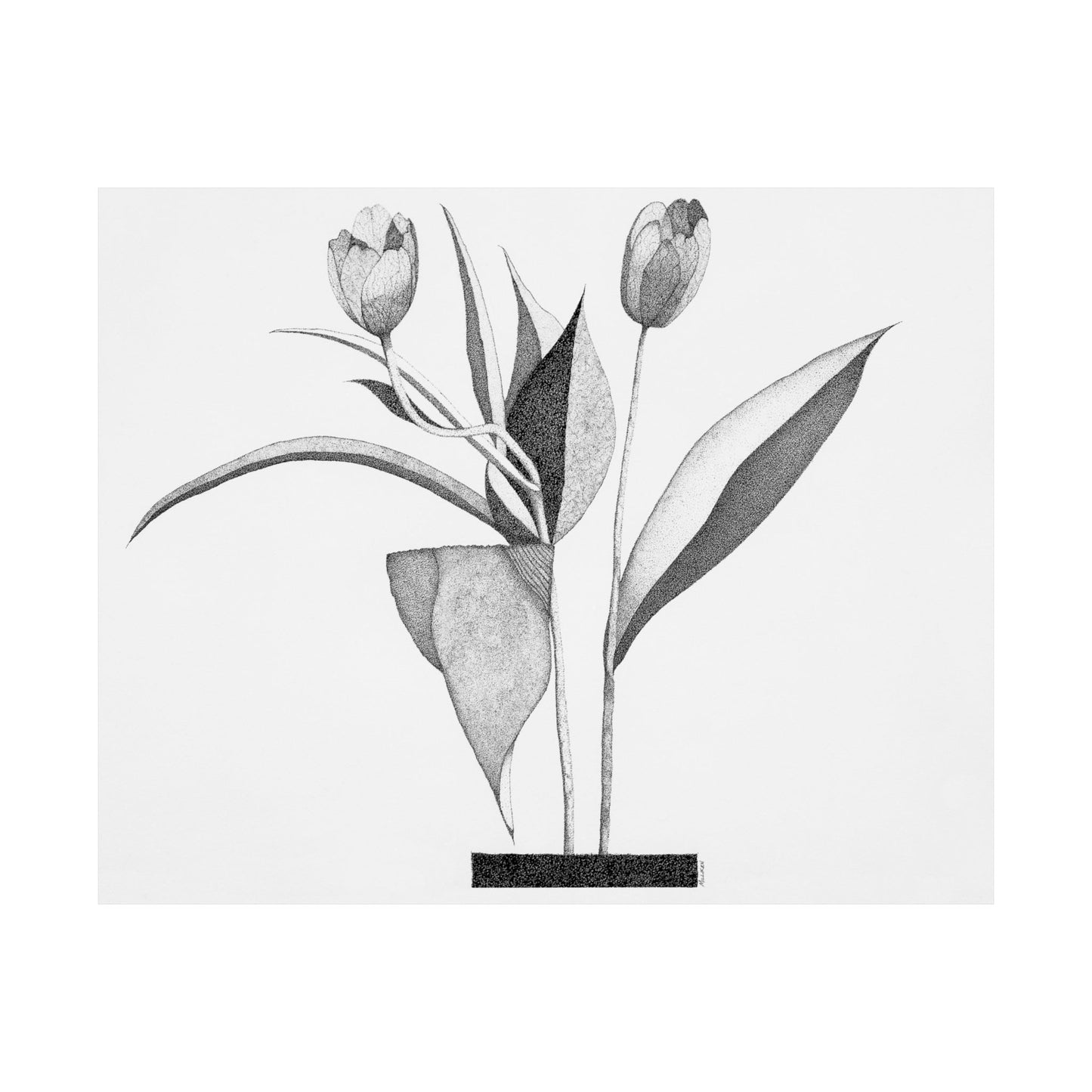 TULIPS-Matte Horizontal Print