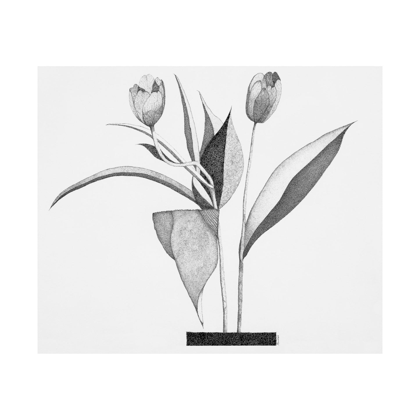 TULIPS-Matte Horizontal Print